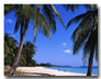 Palm Trees on Chaweng Beach, Ko Samui, Thailand