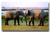 Elephant Roundup